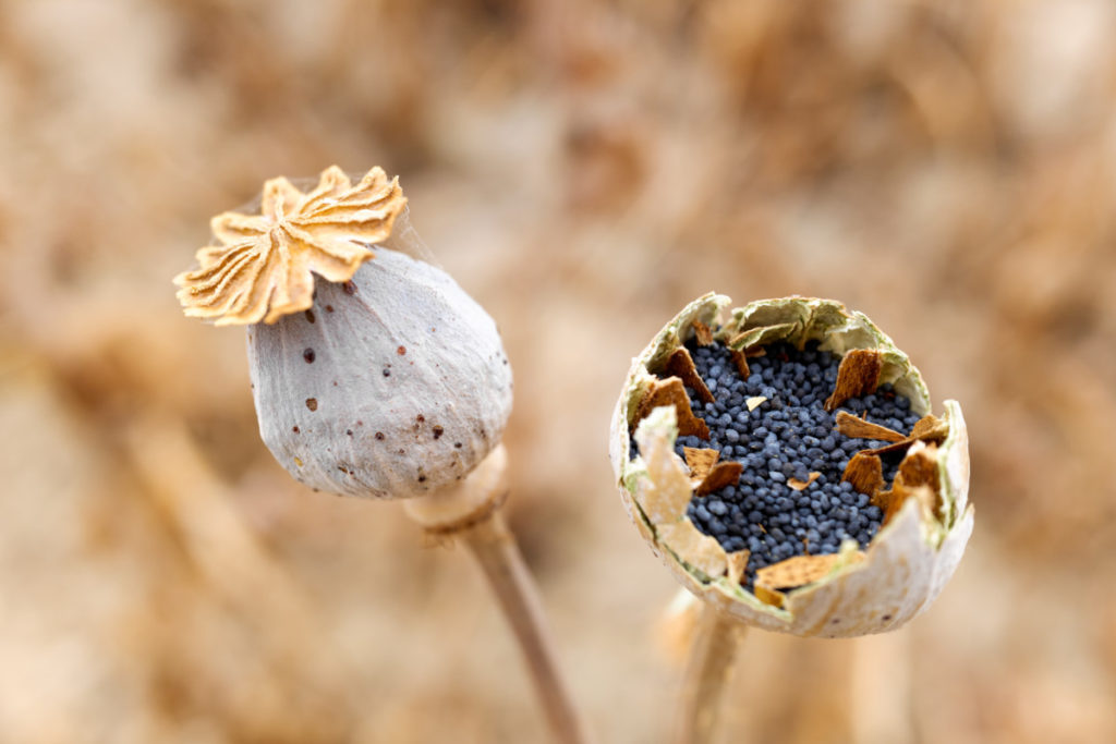 Why Poppy seeds are Ban in Many Countries?